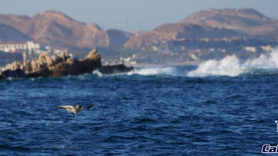 Tour di snorkeling privato e condiviso a Cabo San Lucas