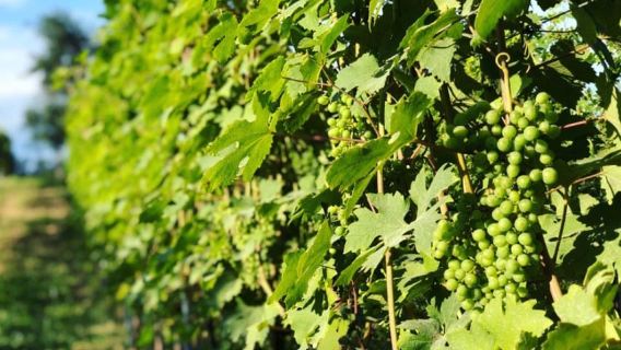 Dégustation de vins et visite de vignobles près d'Asti et de Turin