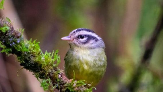 Santa Elena: Visita guiada a la Reserva del Bosque Nuboso