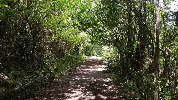 Madeira: Levada Caldeirão Verde Walk yang Dipandu Pribadi PR9