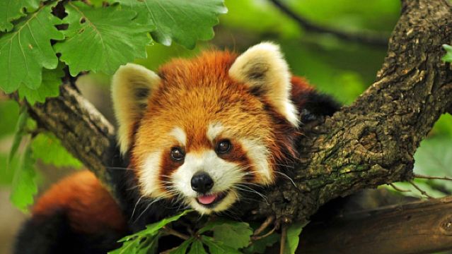 【純玩私家團】普洱太陽河森林公園+中華普洱茶博覽苑一日遊