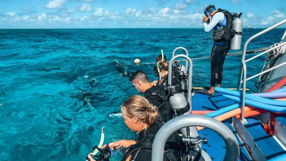 Great Barrier Reef: Guided Snorkelling Tour from Port Douglas + Lunch