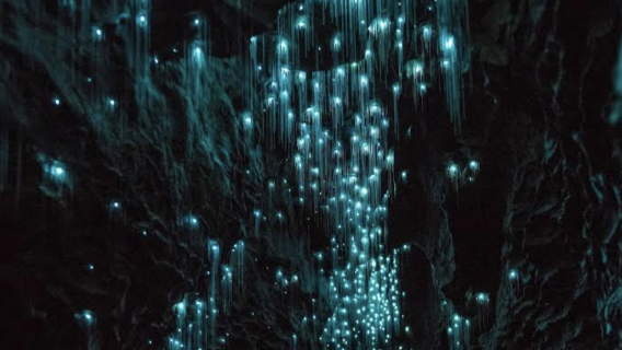 紐西蘭奧克蘭-霍比特村-陶朗加 可定制【中文專車-愜意舒適】