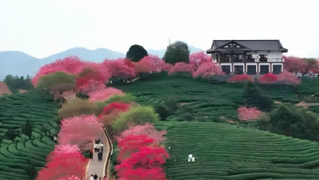 Lawatan sehari 9 jam dengan sewaan peribadi dari Longyan|Lawati Zhangping Yongfu Kampung Bunga + Ladang Teh Sakura Yongfu Taiping