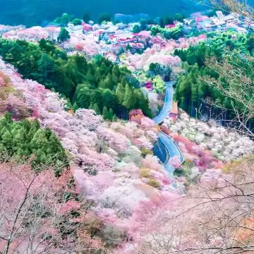 Cherry Blossom Season Limited] 1-day tour to Yoshino Mountain's