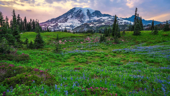 1-day private chartered tour to Seattle, Mount Rainier National Park and Longmire Museum in the US