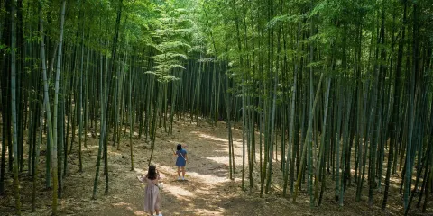 遇見真實釜山:竹林+海岸+市集+甘川洞文化村等7個景點一日遊