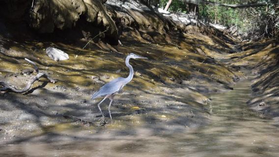 Guanacaste: Palo Verde Wildlife Safari Boat Tour