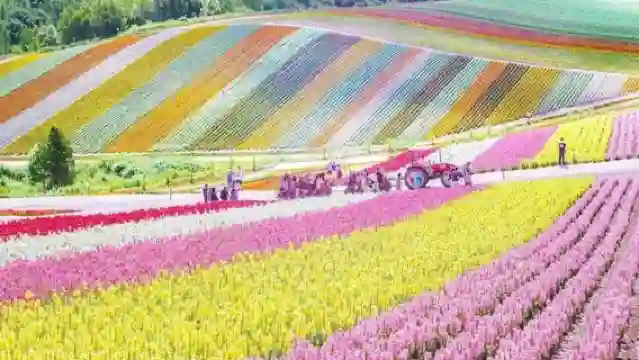 日本北海道美瑛町青池+四季彩之丘+富田農場一日遊【札幌出發】