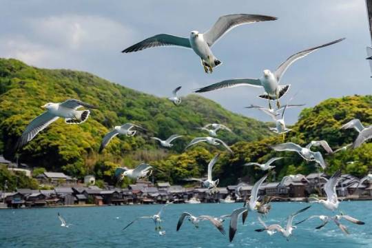 One-day trip to Amanohashidate + Funaya in Ine, Kyoto, Japan