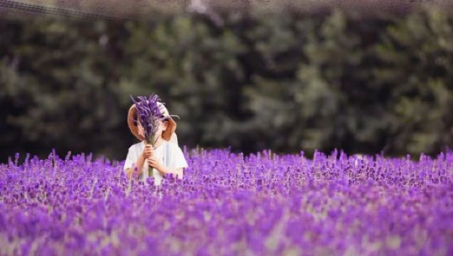 Hokkaido one-day tour Asahikawa Zoo & Four Seasons Color Hill & Christmas Tree & Elf Terrace Small Group Optional