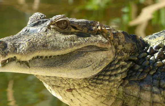 ZOA Parc：入場門票成人