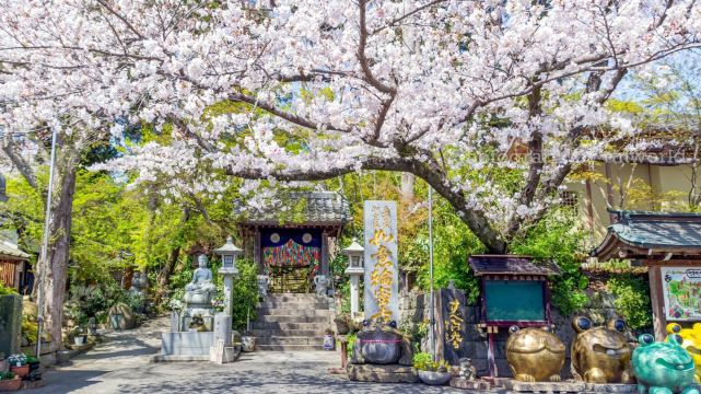 Beppu & Yufuin Day Tour