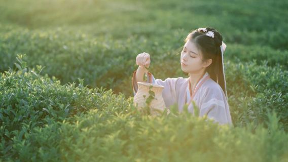 10人團丨西湖龍井茶園採茶+茶室抄經品茗ღ可選靈隱寺門票導覽