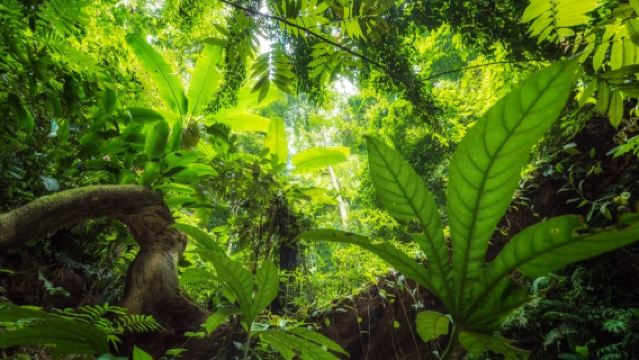 西雙版納原始森林+基諾山雨林徒步+不拼團/包車/中英文導遊