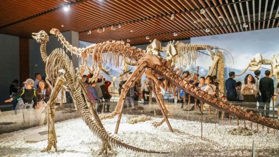 Nanjing|Jianye District guide/business translation/ guide/local guide service, Chinese! English! Russian! French! Other languages, consult before ordering, match on demand