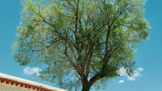 중국 북서부 티베트 지역 라싸 - 부모-자녀 동반 설명, 통역 및 가이드 서비스