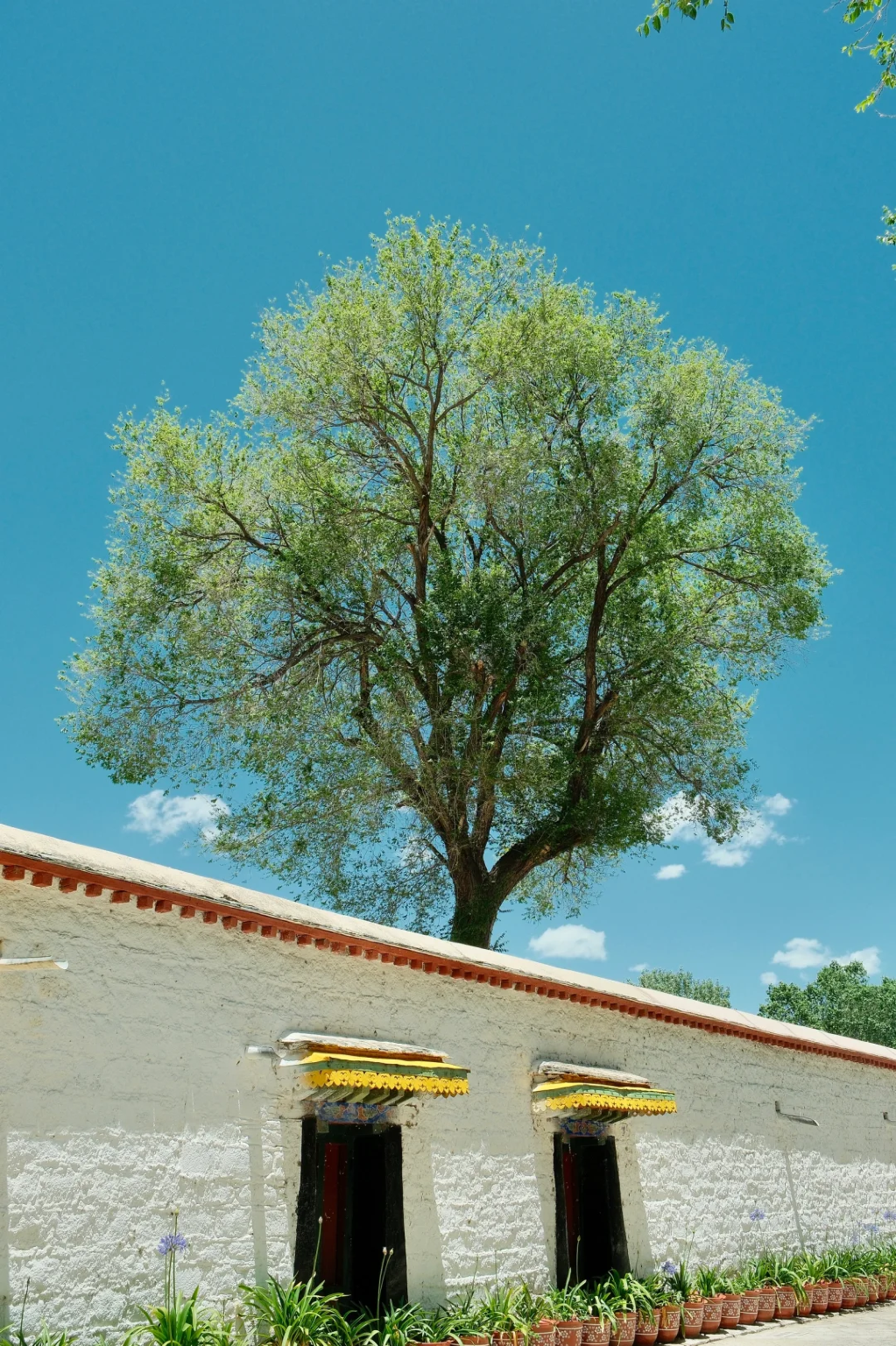 北西地区チベット地域ラサ--親子向けガイド付き解説、翻訳、ガイドサービス