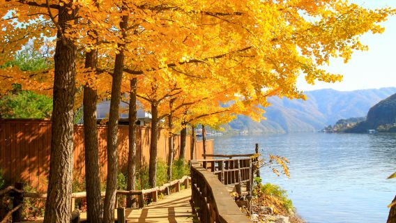 Tour di un giorno a Nami Island + Petit France + Giardino Botanico di Morning Calm (partenza da Seoul)