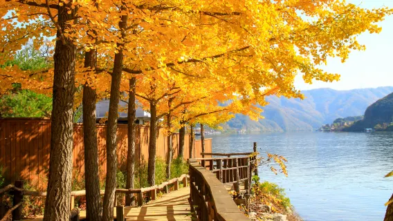 남이섬 + 쁘띠프랑스 + 아침고요수목원 일일 투어(서울 출발)