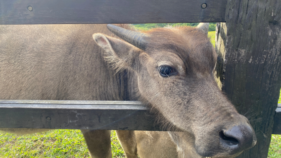 陽明山擎天崗大草原+小油坑+北投地熱谷一日遊 【小團|保證出團】