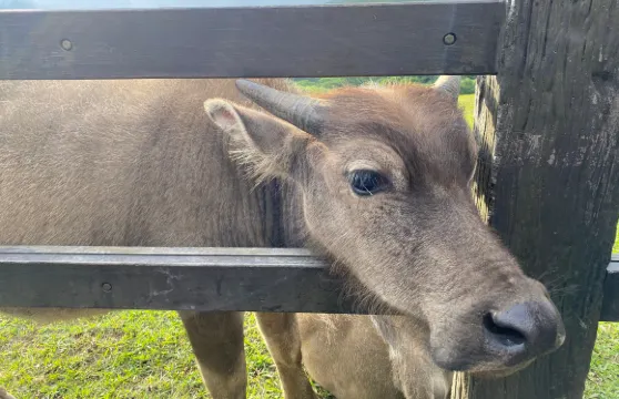 陽明山擎天崗大草原+小油坑+北投地熱谷一日遊 【小團｜保證出團】