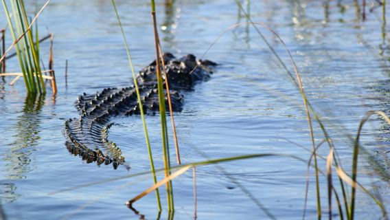 Everglades-Nationalpark-Airboat-Tour mit Abholung in Miami