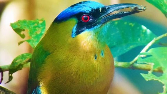 Manuel Antonio: tour della fauna selvatica e della spiaggia nel Parco Nazionale