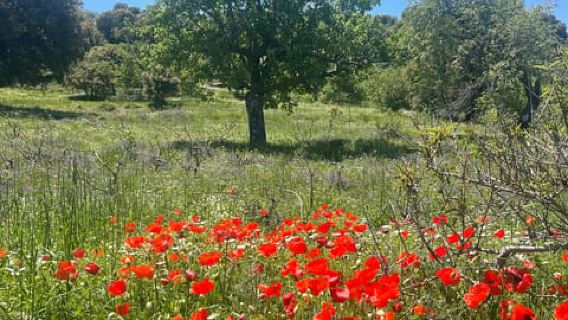 Heraklion: Knossos, Zeus, Villages & Olive Oil Factory Tour