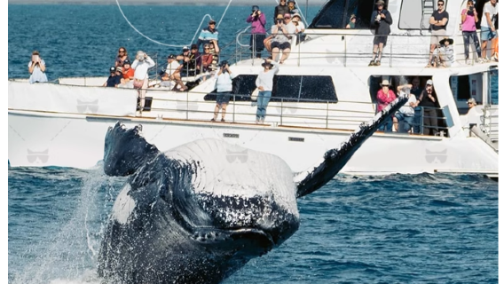 Walbeobachtung in Sydney, Australien – Abfahrt vom Circular Quay/Darling Harbour