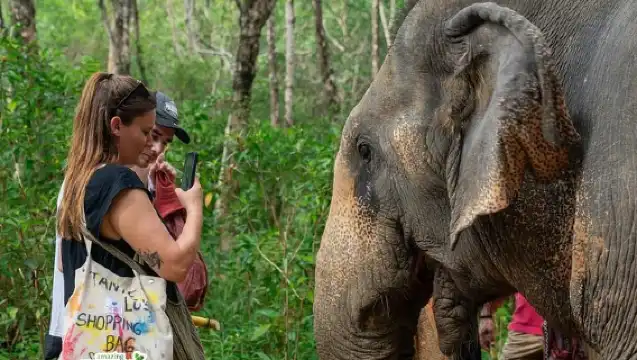 小團遊覽考拉克大象保護區