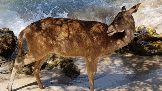 Bali Private Car Service: 1-day Tour to Nusa Lembongan with Snorkeling Experience