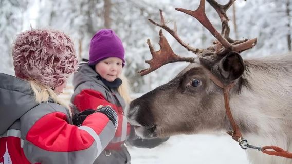 Посещение оленеводческой фермы: катание на оленьих упряжках + ужин с северным сиянием/олениной. Доступны различные комплексные обеды/пакеты услуг. Первозданные леса Рованиеми, Лапландия, Финляндия.