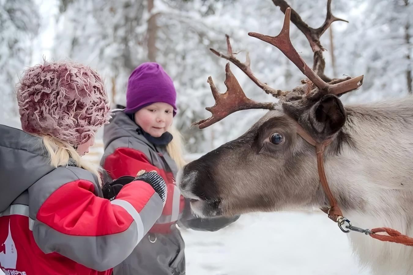 Visit a reindeer farm, ride a reindeer sleigh + enjoy northern lights/reindeer dinner with multiple package options in the pristine forests of Rovaniemi, Finnish Lapland.