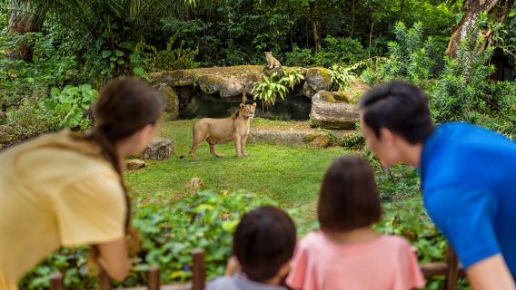 シンガポール発|トラムで廻るシンガポール動物園の午前半日ツアー|日本語ガイド(朝食付き/他施設チケット付きプランあり)