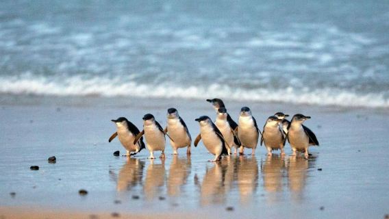 Healesville Sanctuary & Phillip Island Wildlife Park: Bus Tour