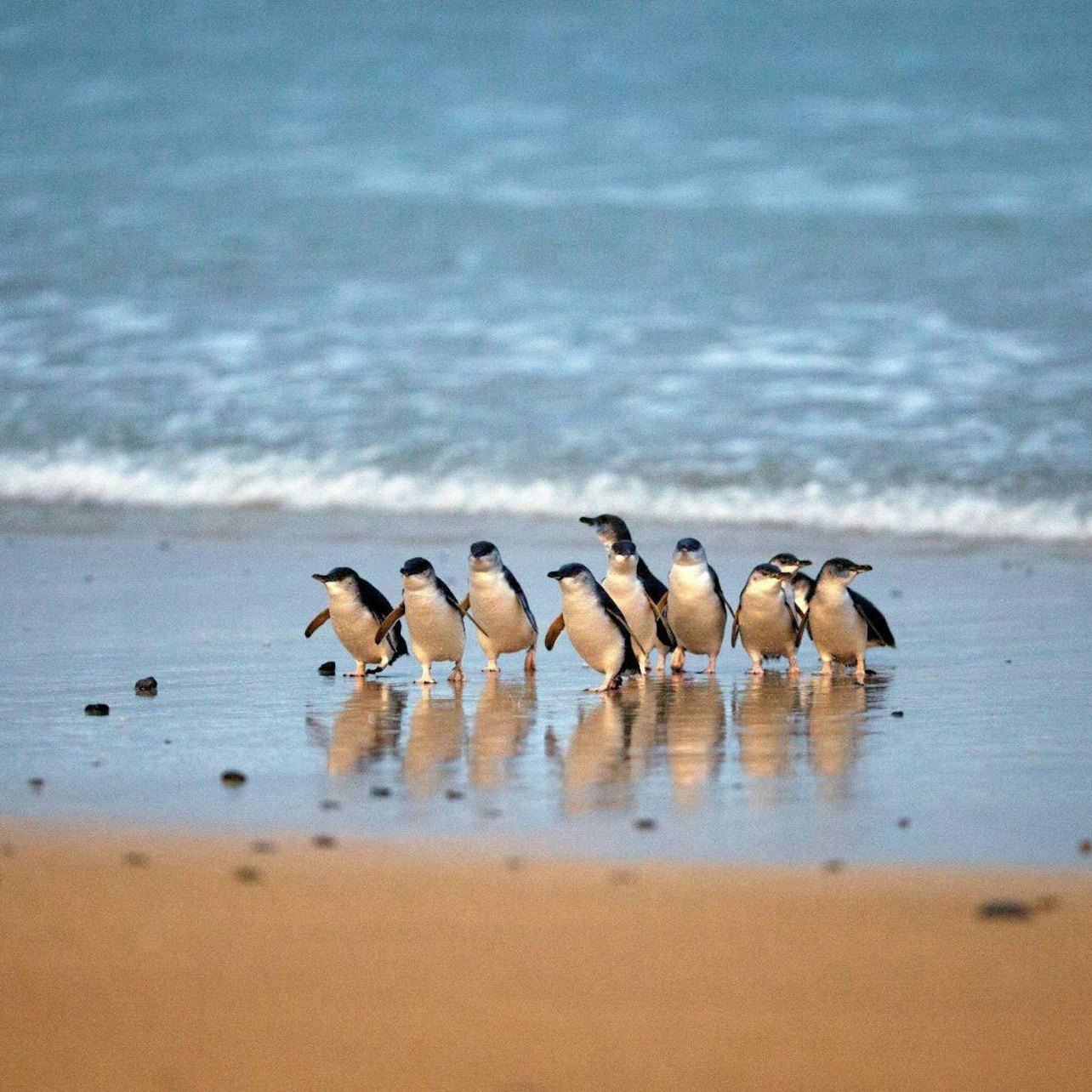 ทัวร์โดยรถบัส: เขตรักษาพันธุ์สัตว์ป่าฮีลส์วิลล์และอุทยานสัตว์ป่าฟิลลิปไอส์แลนด์