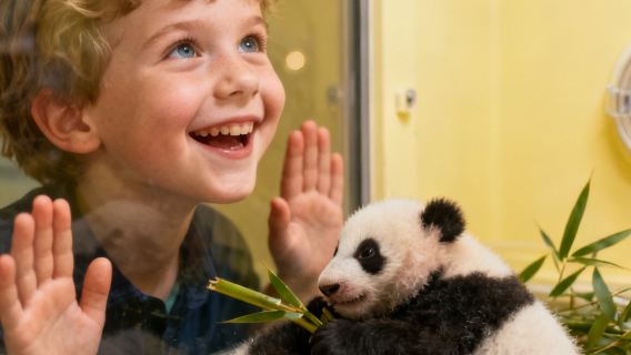 Chengdu Research Base of Giant Panda Breeding Admission Ticket with English Guide - Private English Guided Tour