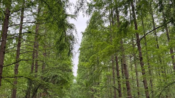 Qianjiang Ecological Lobster City + Metasequoia Garden + Cao Yu Memorial Hall Private Charter Day Tour with English Service