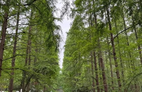 湖北潛江生態龍蝦城+水杉花園+曹禺紀念館包車一日遊中英文服務