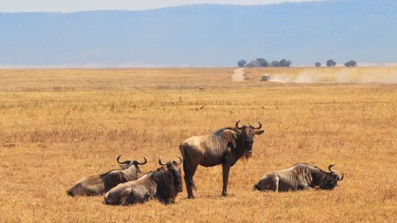 坦桑尼亞 阿魯沙   桑給巴爾島中英文翻譯導遊/商務考察/私人訂製