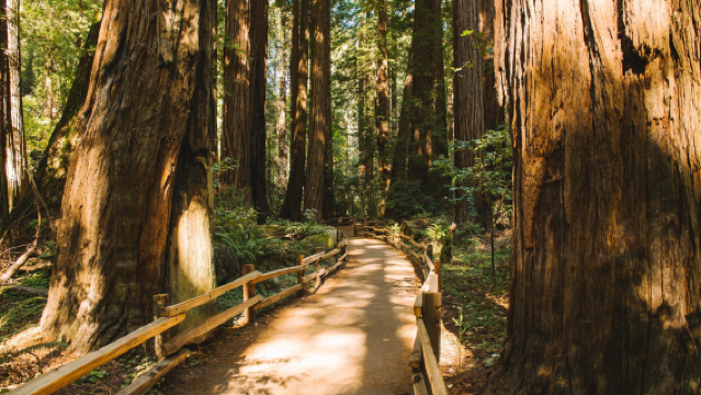 美國舊金山：繆爾森林國家紀念地+貝克海灘+金門公園+蘭茲角