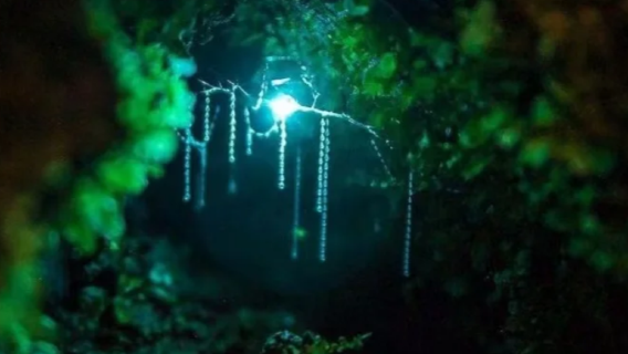 【親子遊】澳洲黃金海岸百年歷史酒莊+羊駝農場+探尋藍光螢火蟲