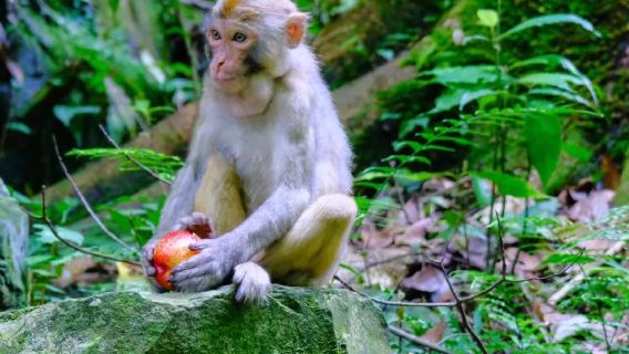 Tagesausflug zum Zhangjiajie National Forest Park