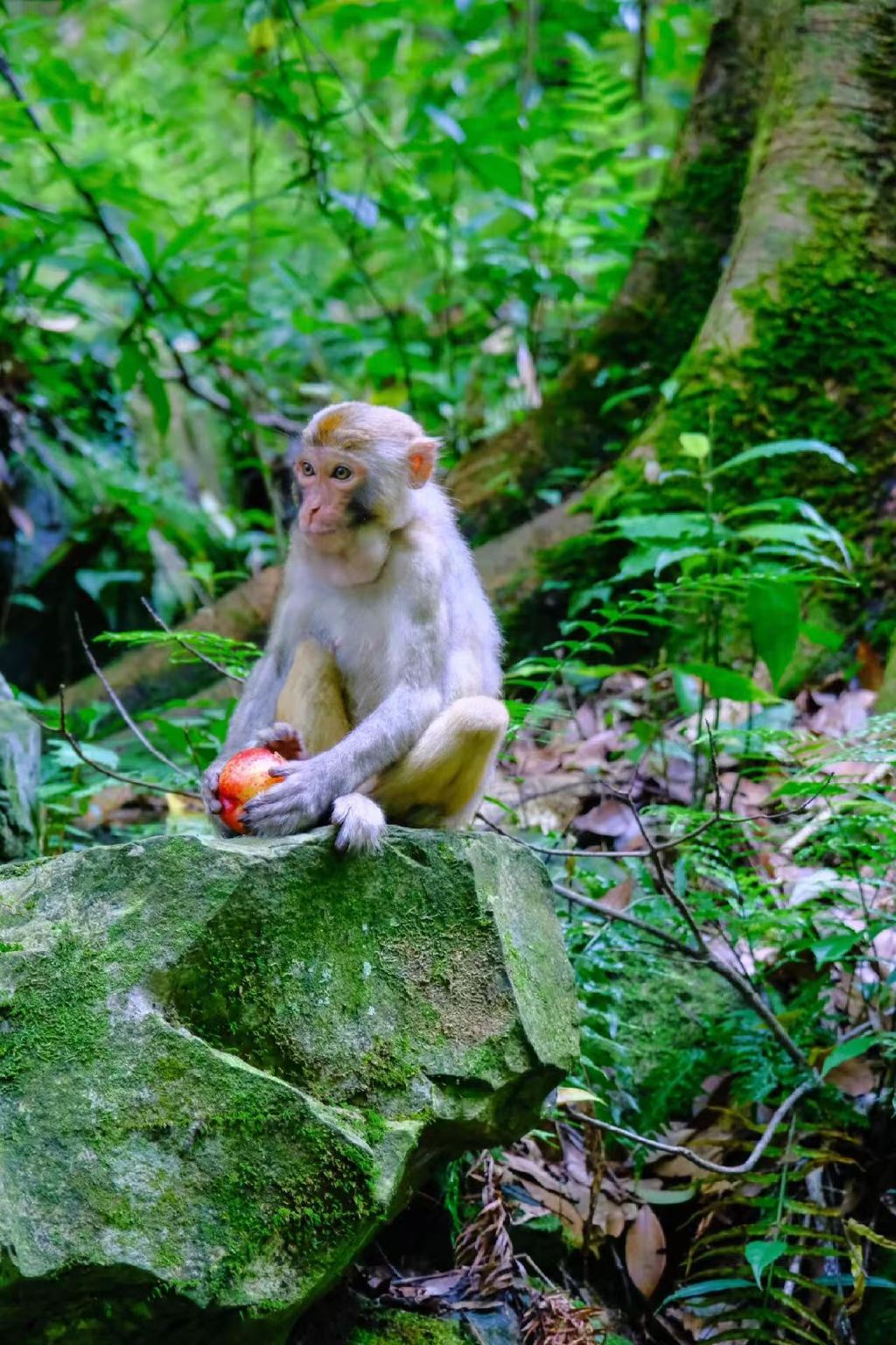 tour di un giorno al Parco Nazionale Forestale di Zhangjiajie