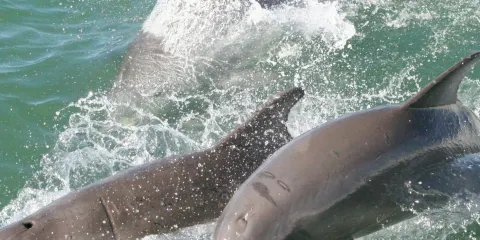 清水灣:導賞海豚探索郵輪之旅