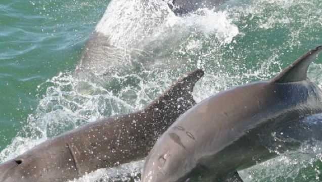Clearwater: Crucero guiado de exploración de delfines