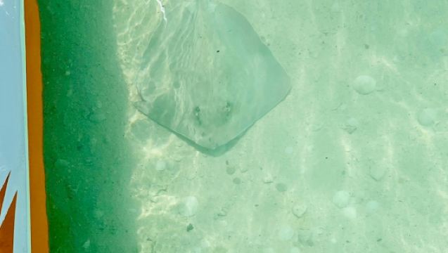 プライベートシュノーケリングチャーター