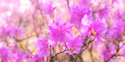 首爾出發|遠美山 + 韓屋村 + 櫻花路 + 瀑布咖啡一日遊