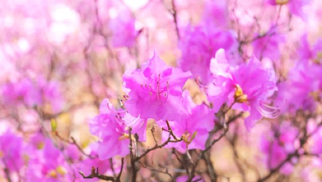 서울 출발 | 원미산 + 한옥마을 + 벚꽃길 + 폭포 카페 당일 치기 여행